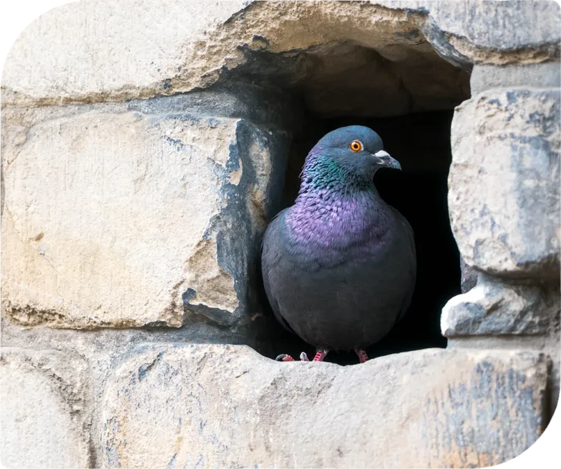 Taubenabwehr: Taube sitzt in einer Mauernische – Beispiel fr Taubenprobleme an Gebuden