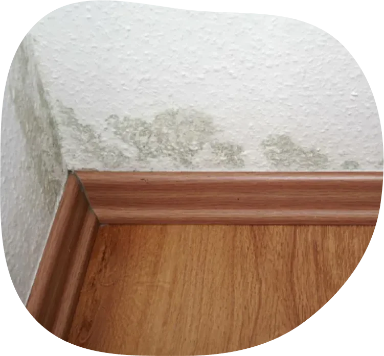 Schimmelpilz an der Wand im Innenraum, Beispiel fcr Feuchtigkeitsschaden