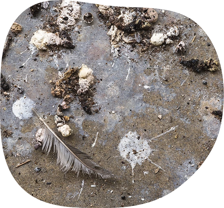 Verschmutzter Boden mit Vogelkot und Feder als Beispiel fcr Fe4kalienreinigung