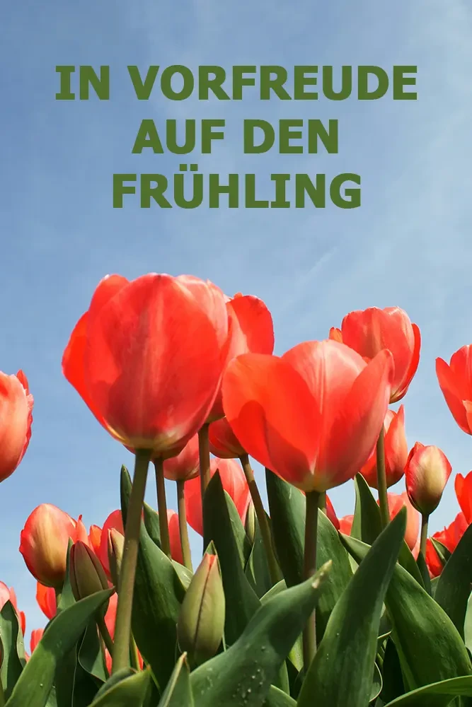 Frühlingsgruß mit roten Tulpen und blauem Himmel – Auf den Frühling