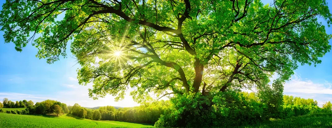 Pro Baum Startseite Header – Sonnenstrahlen durch grünen Baum auf einer Wiese