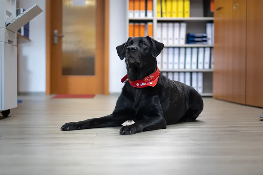 Schwarzer Hund mit rotem Halstuch als Symbol fr Einbruchschutz in einem Bro mit Aktenordnern