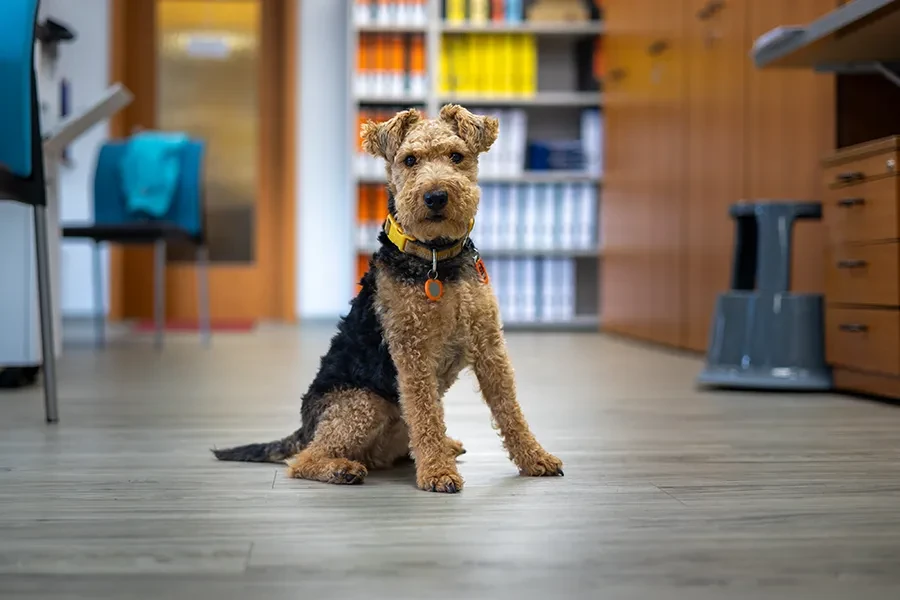 Hund im modernen Bro fr Privatkunden - conten-privatkunden-neu-1