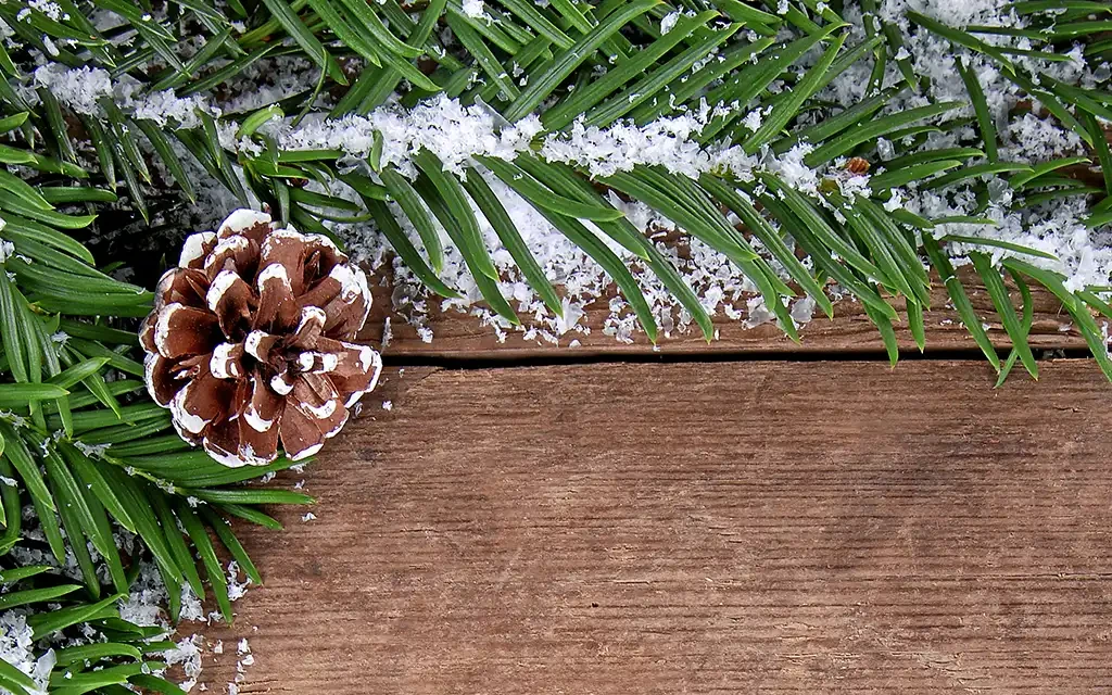 Tannenzweige mit Schnee und Tannenzapfen auf Holzuntergrund