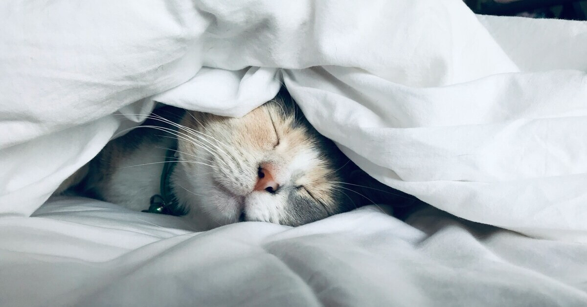 Katze schläft gemütlich unter einer weißen Decke – alles einfach verschlafen