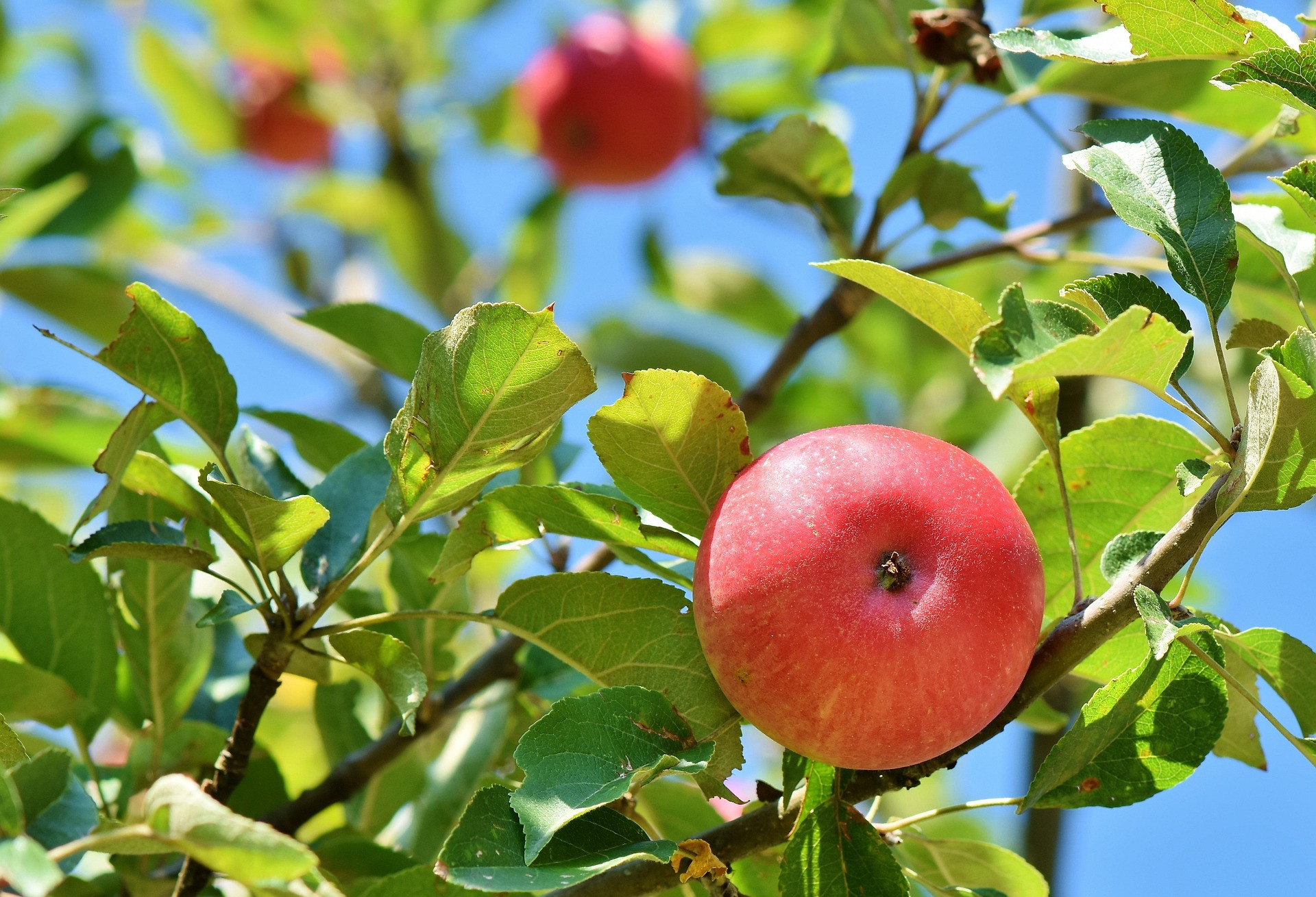 Reife Äpfel an Obstbäumen im Sommer mit grünem Laub und blauem Himmel