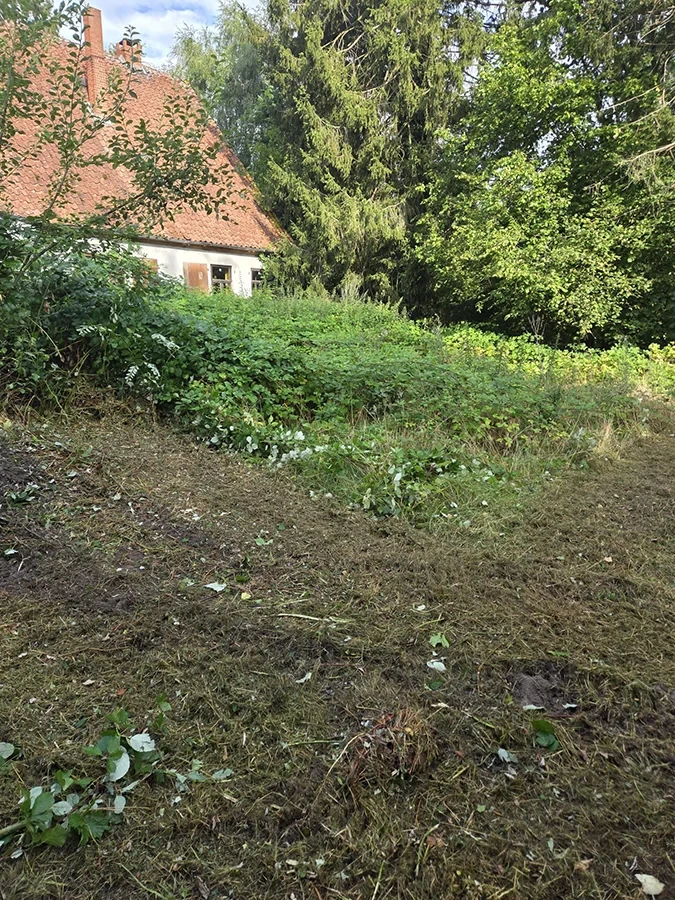 Grundstück vorher – verwildertes Grundstück mit hohem Bewuchs und altem Haus im Hintergrund