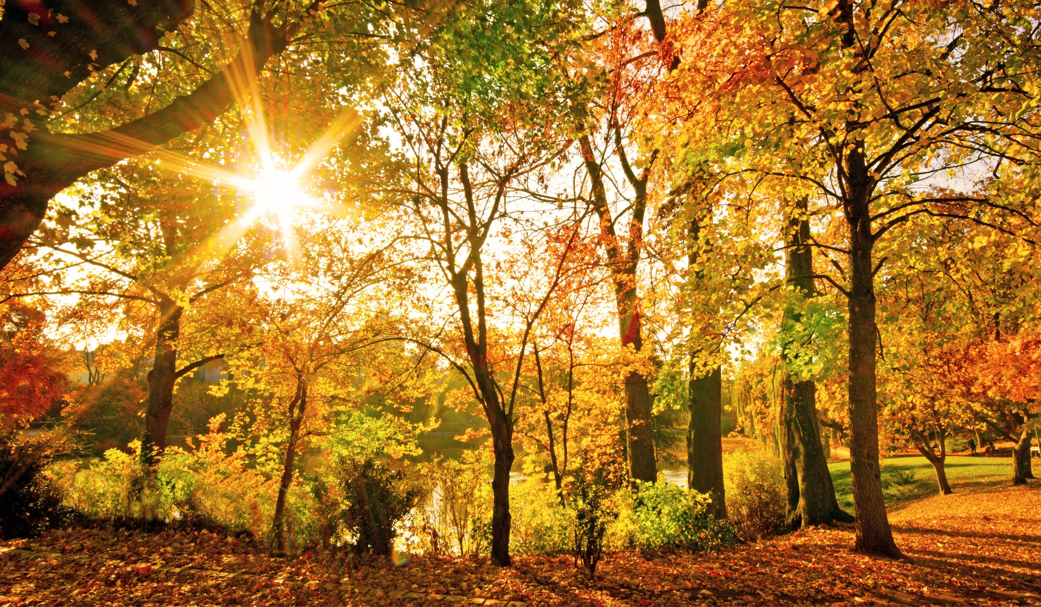 Herbstliche Landschaft mit Sonnenschein durch Bäume im Weingart