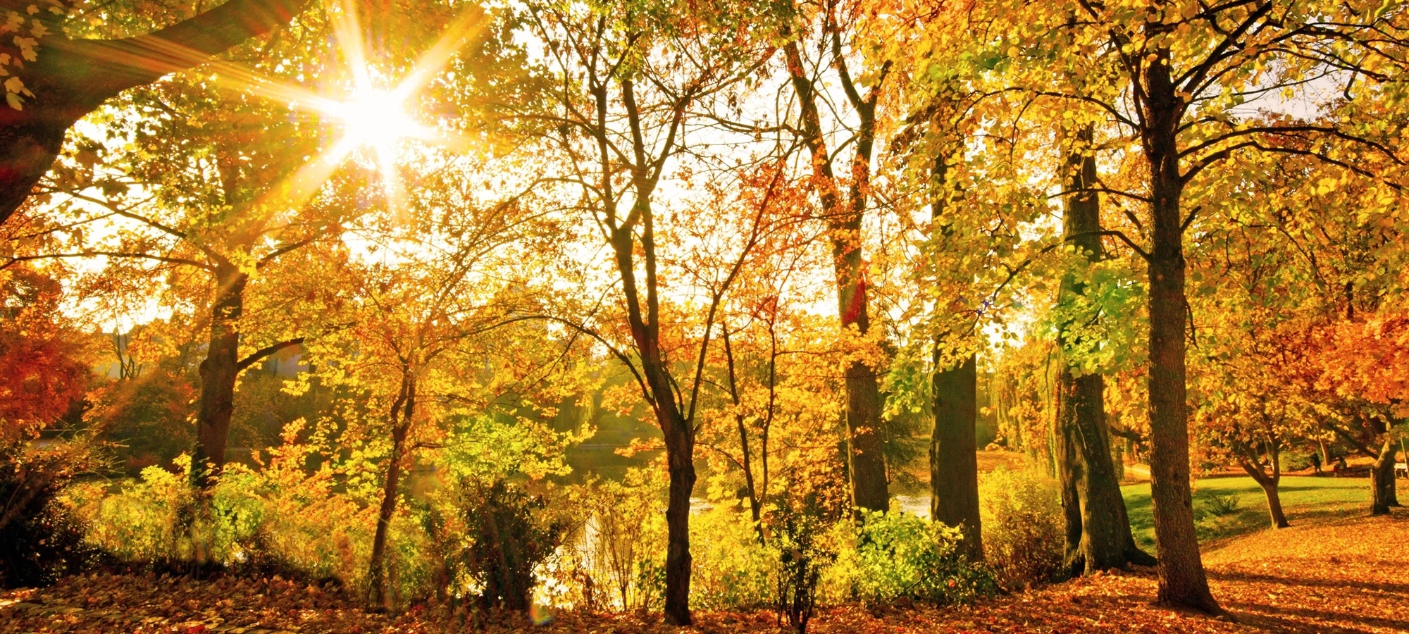 Herbstliche Landschaft mit Sonnenlicht durch Bäume