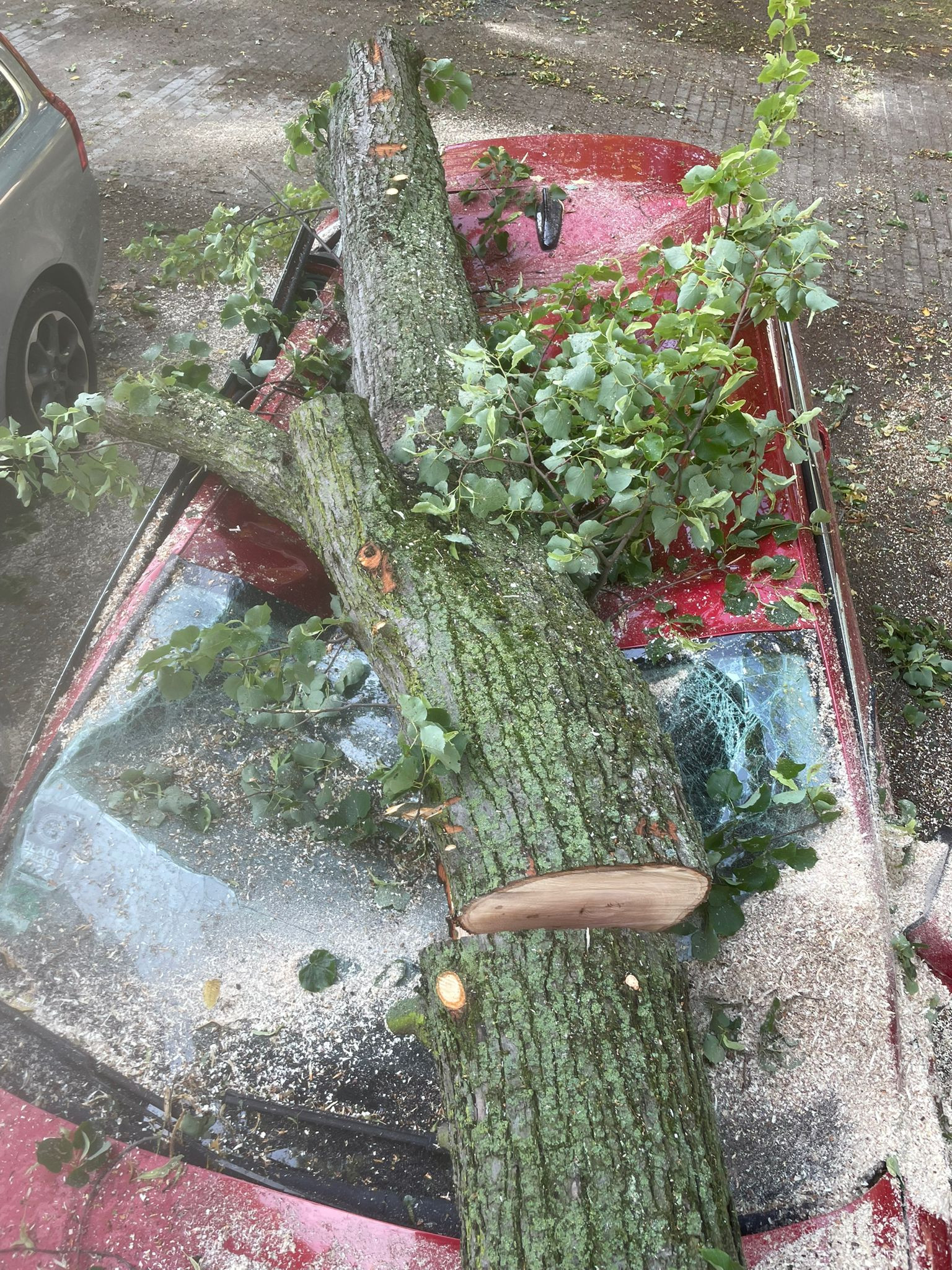 Sturmschaden Leipzig – Baum fällt auf Auto nach Unwetter Sturmschaden in Leipzig: Umgestürzter Baum liegt auf einem Auto