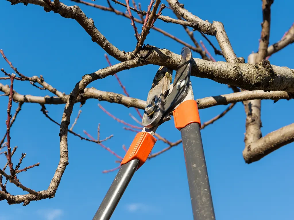 Baumschnitt mit Astschere an einem Obstbaum vor blauem Himmel