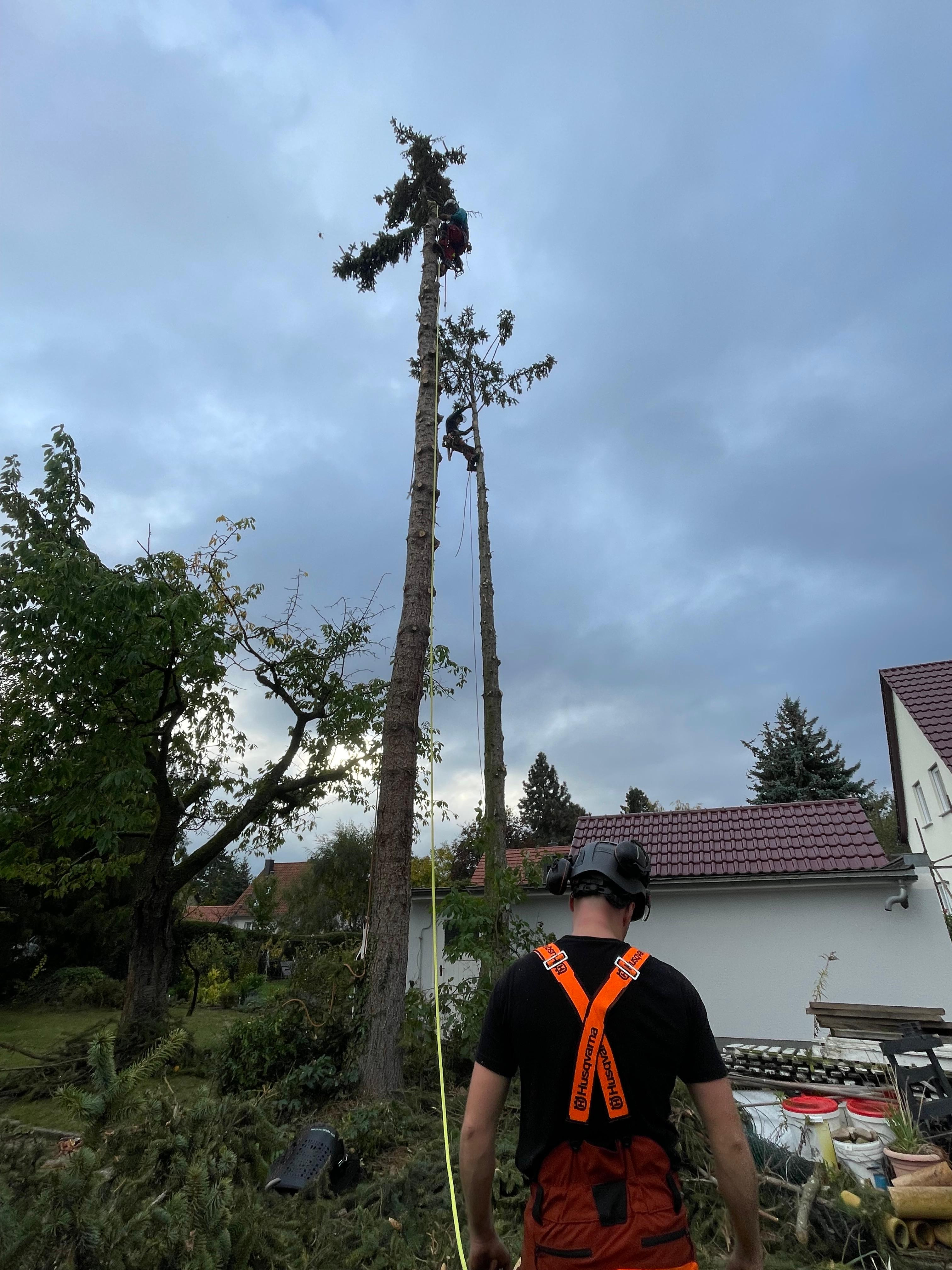 Baumpfleger fällen hohe Bäume mit Kletterausrüstung in einem Wohngebiet