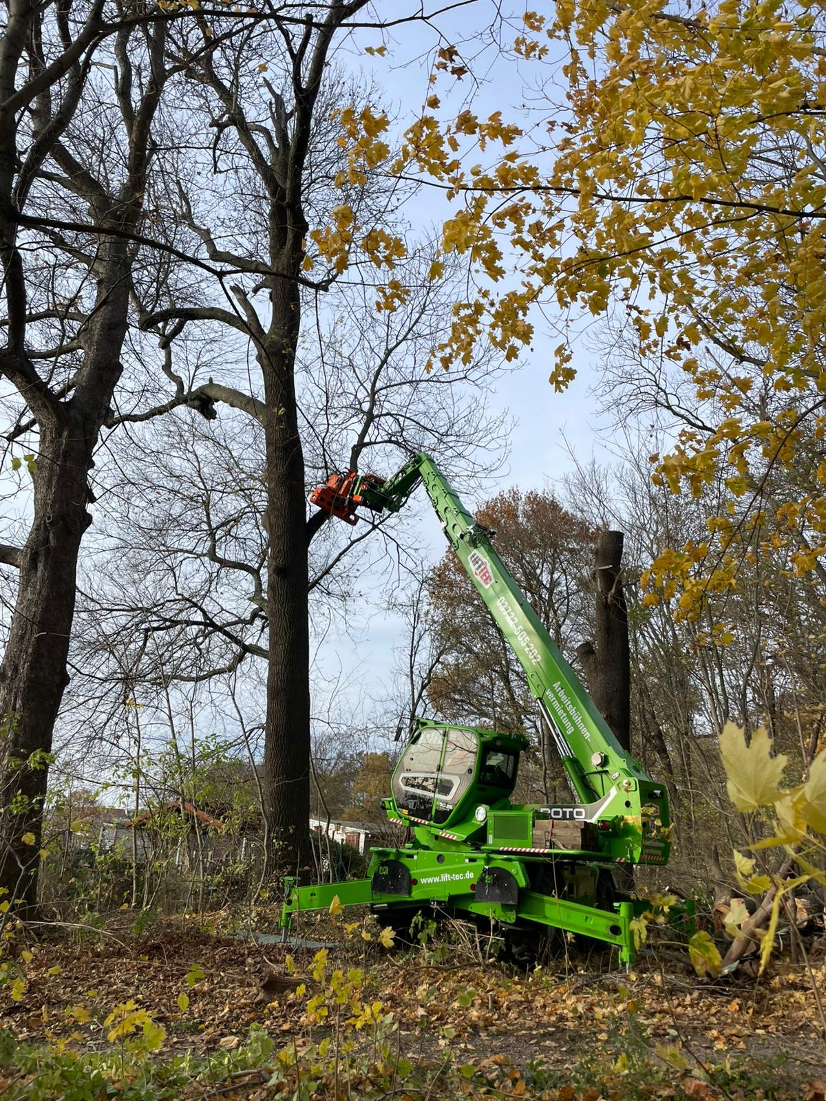 Baumfällung mit Teleskoplader im Herbstwald, Arbeiter in Arbeitsbühne schneidet Äste ab