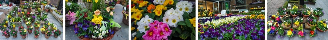 Bunte Bepflanzung mit verschiedenen Frühlingsblumen in Gelb, Weiß und Pink