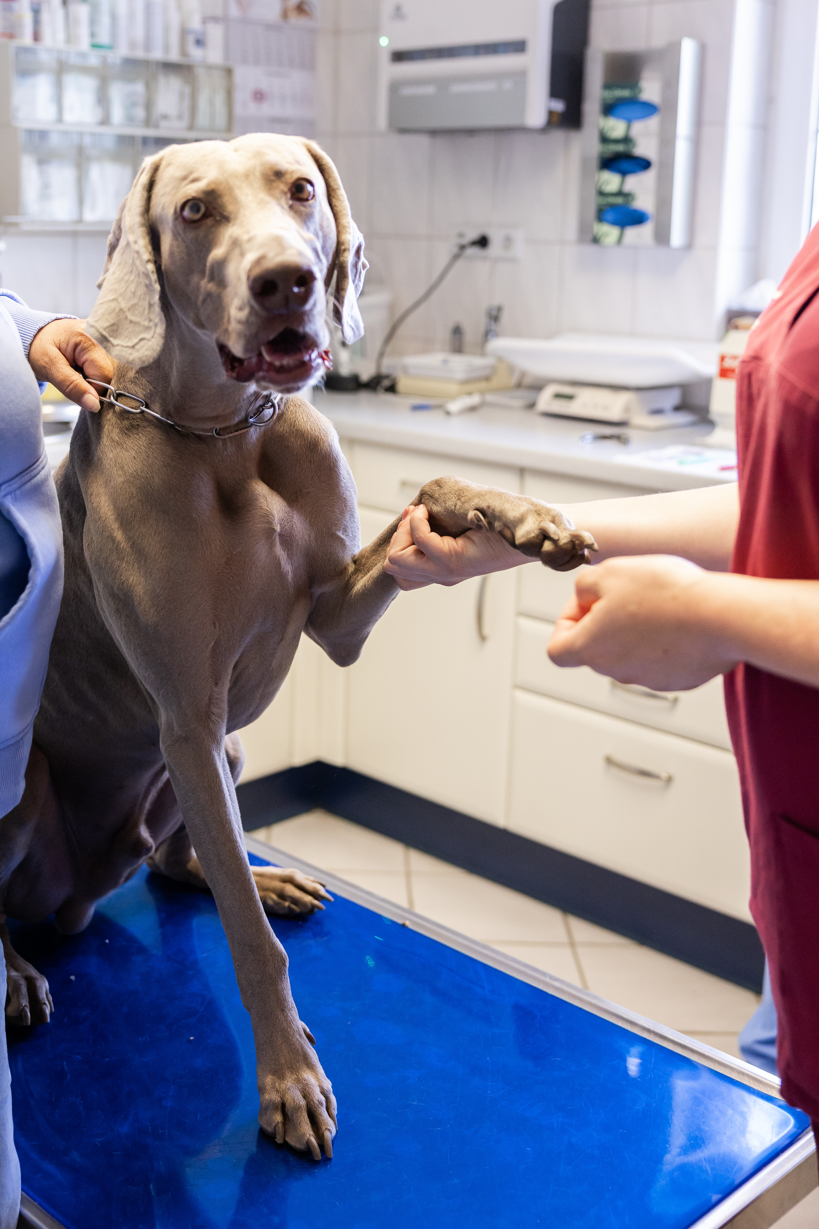 Weimaraner-Hund beim Tierarzt, Untersuchung der Pfote auf einem Behandlungstisch