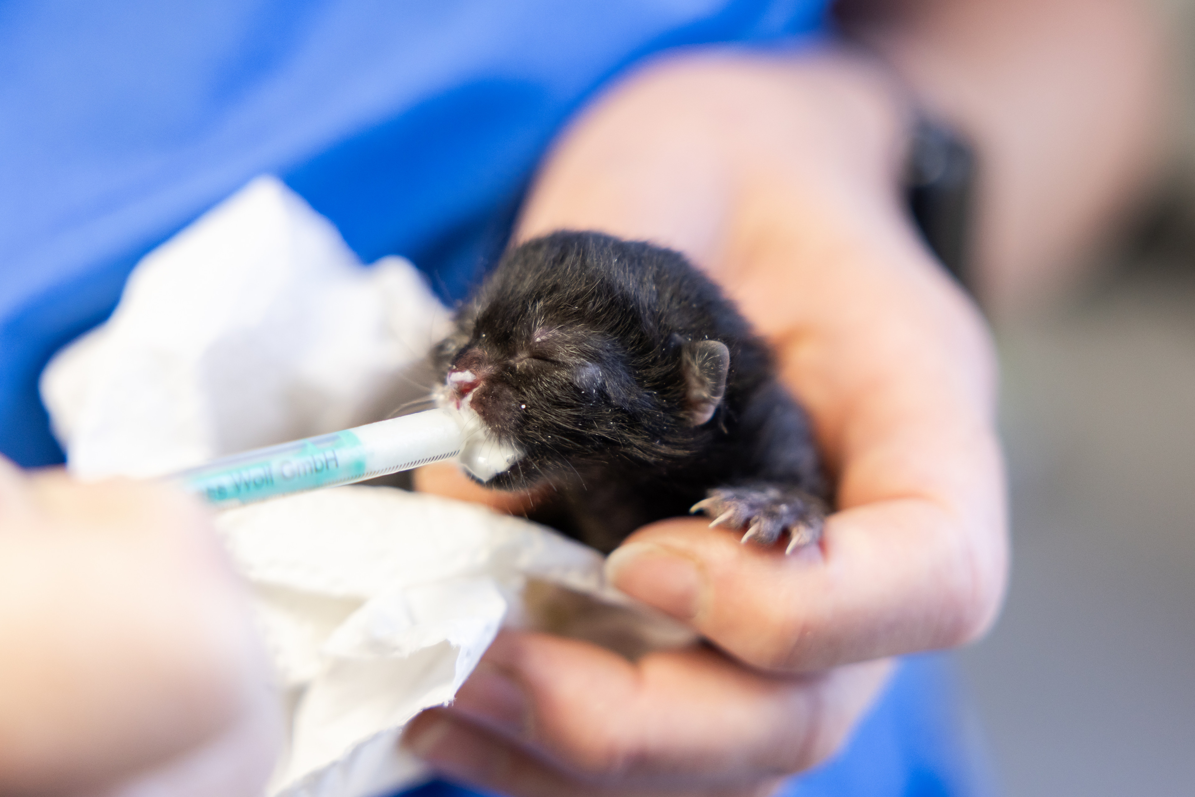 Neugeborenes schwarzes Kätzchen wird mit einer Spritze gefüttert