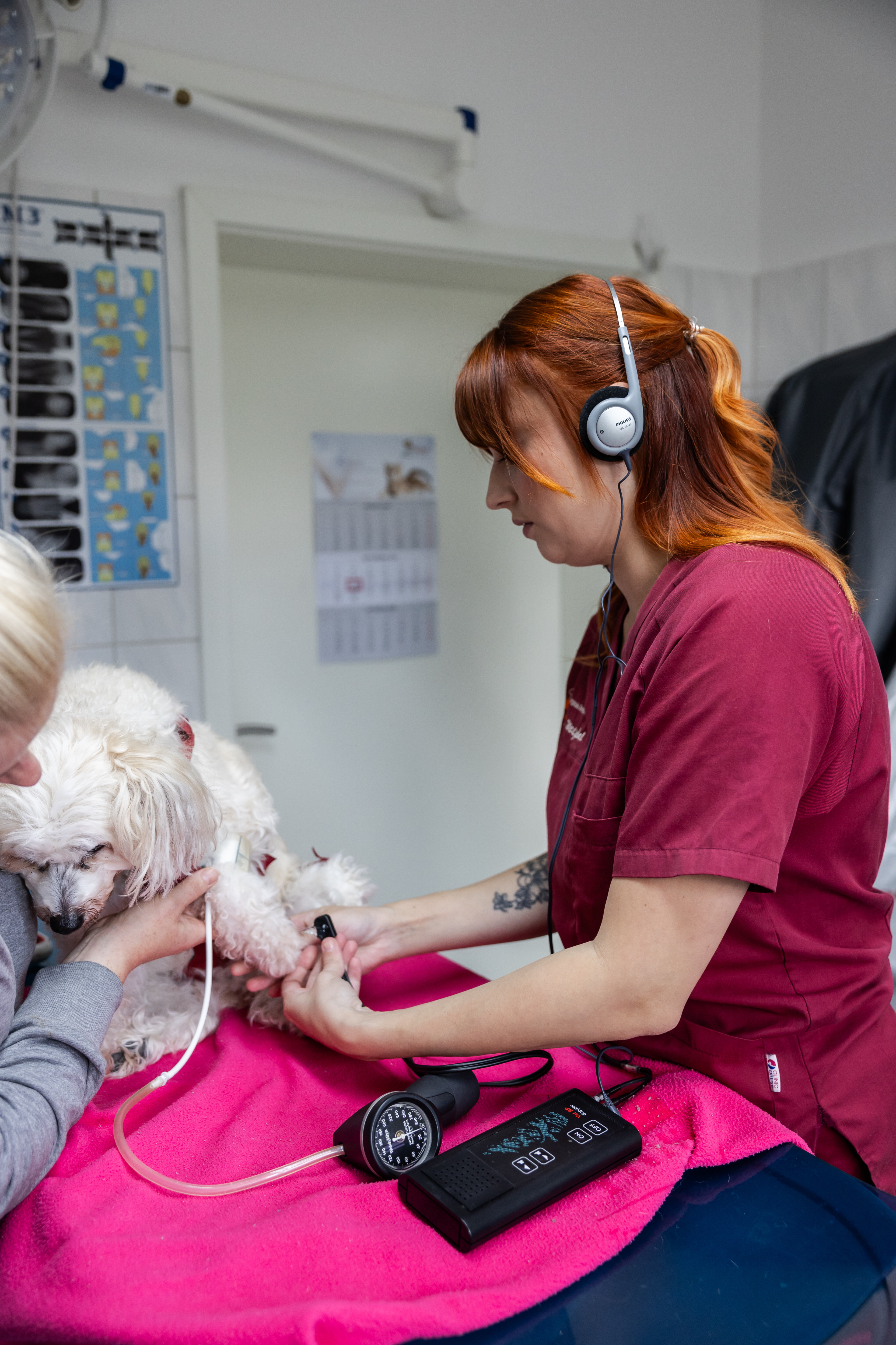 Tierärztin untersucht weißen Hund in einer Tierarztpraxis