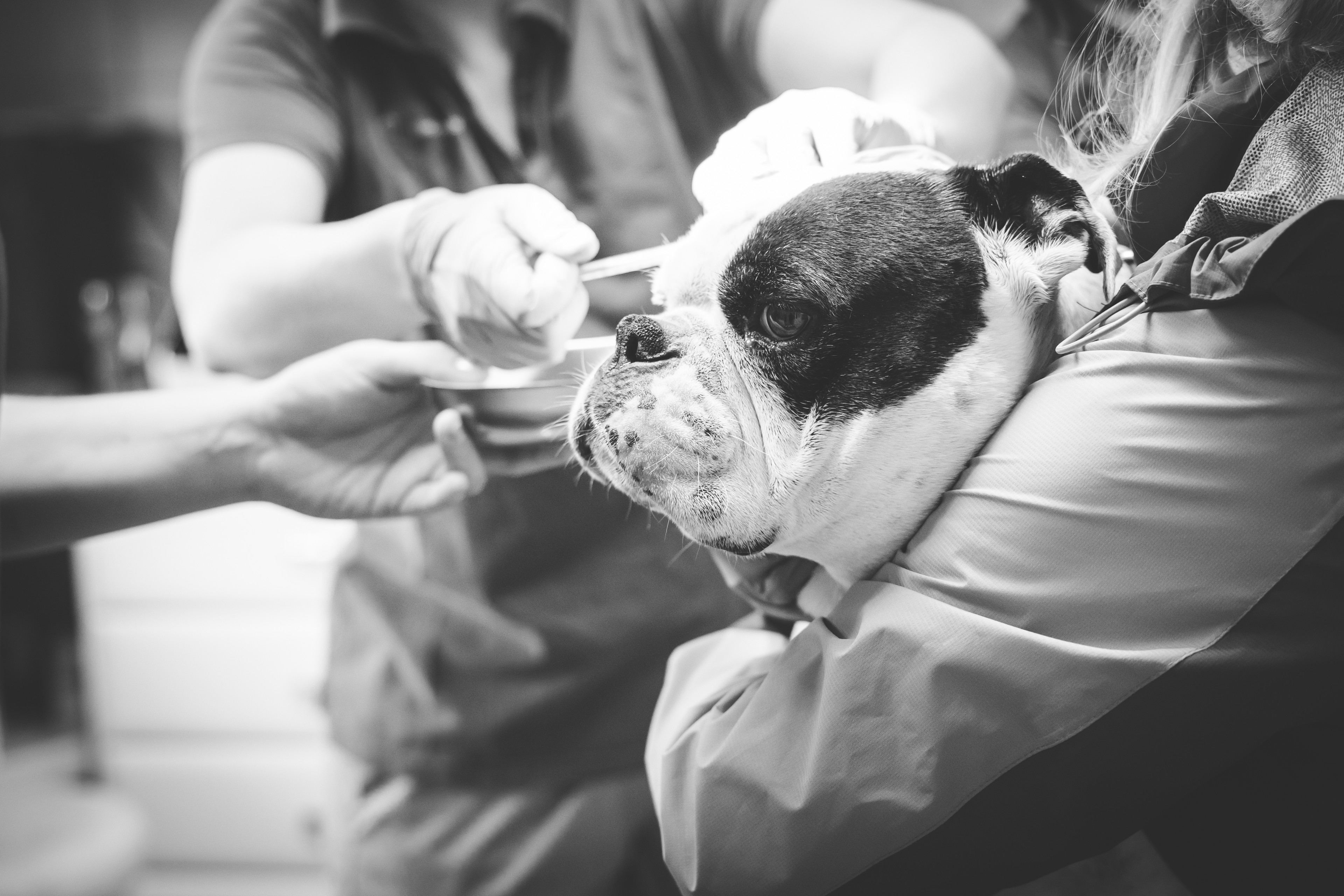 Tierarzt behandelt eine Bulldogge beim Tierarztbesuch