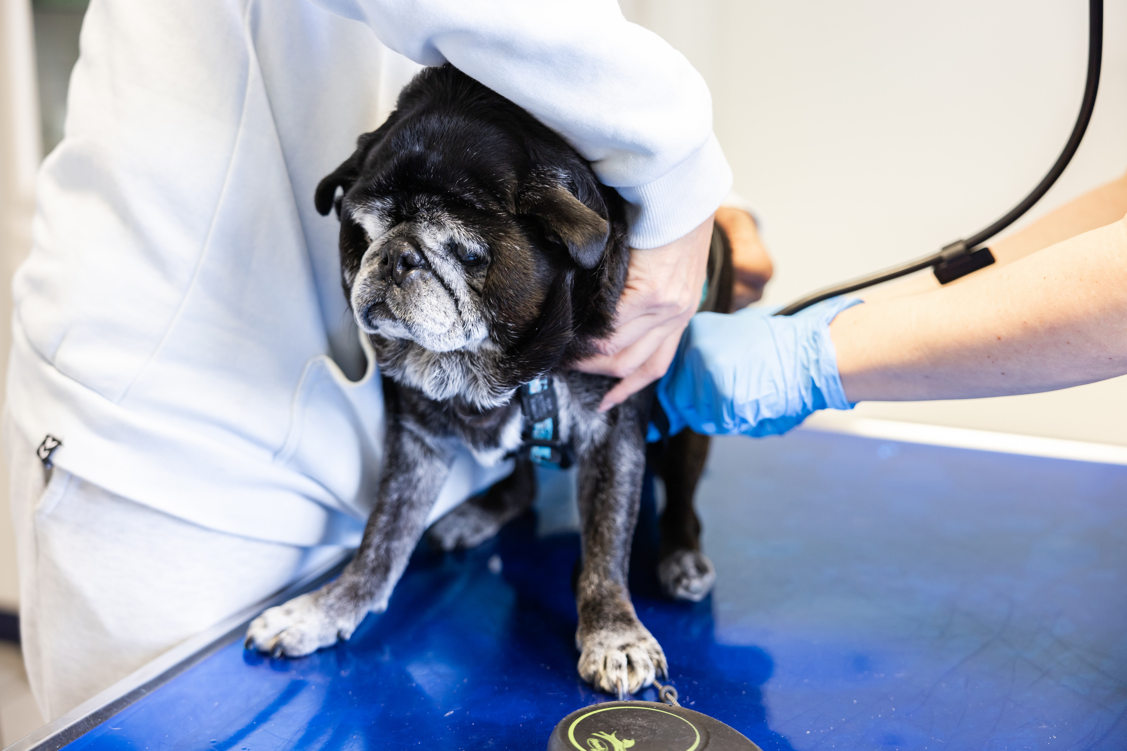 Alter schwarzer Mops wird beim Tierarzt untersucht