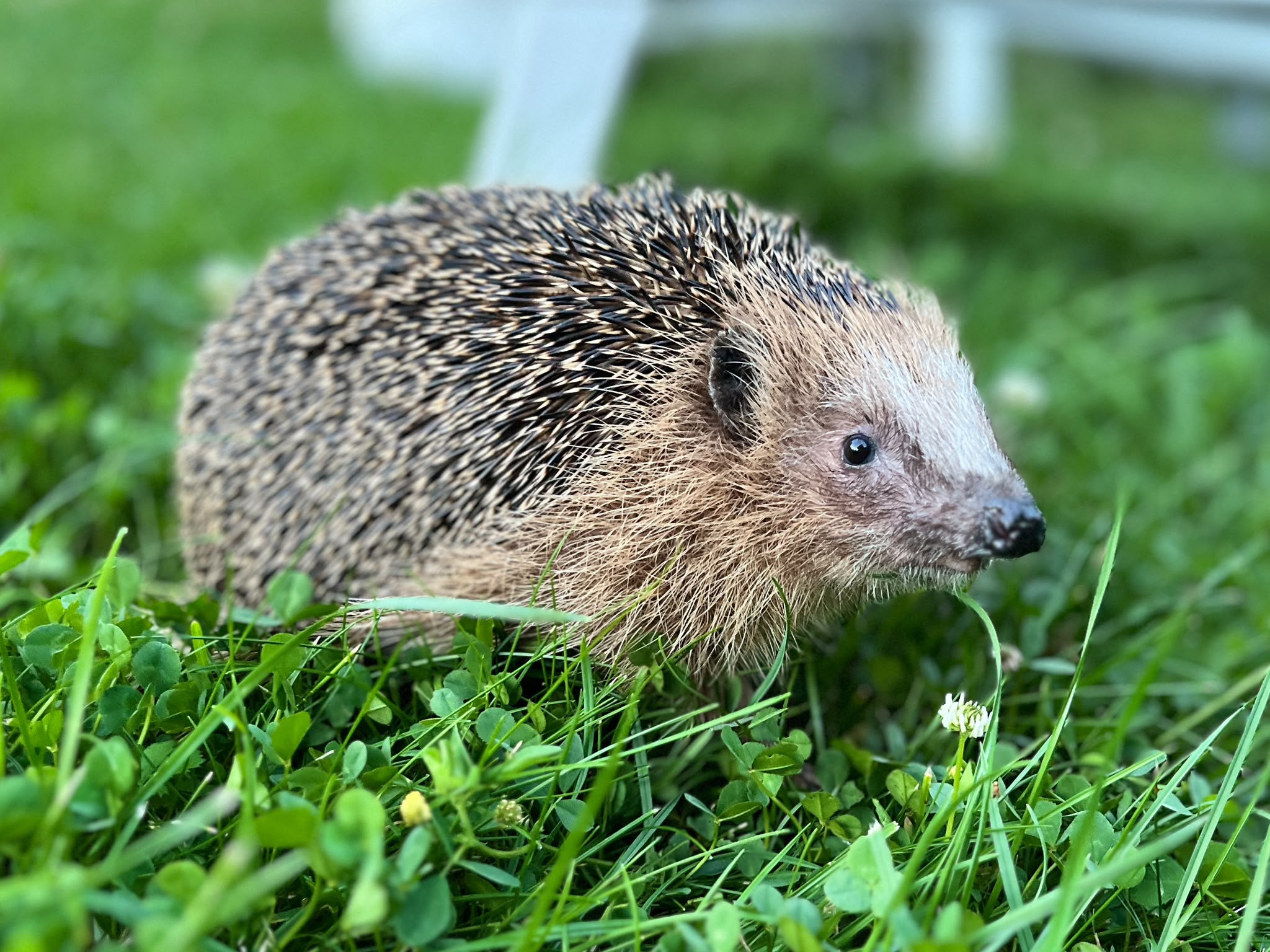 Igel im Gras – Nahaufnahme eines Igels in der Natur
