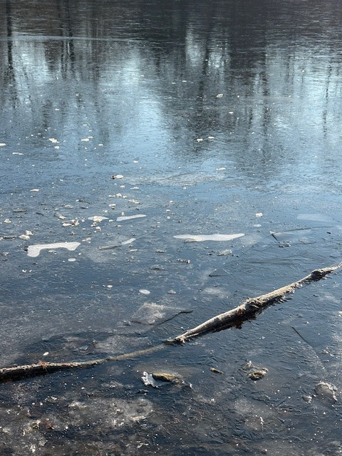 Eiskalt: Gefrorene Wasseroberfläche mit Eisschollen und Ästen