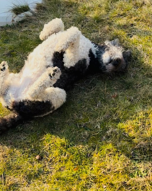 Mein Hund als Vorbild – entspannter Hund liegt auf dem Rücken im Gras