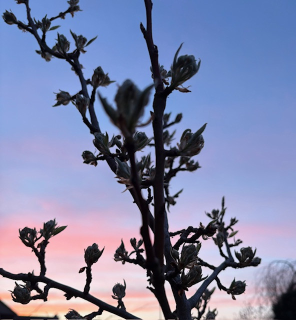 Kospe Zweig mit Knospen vor farbigem Abendhimmel
