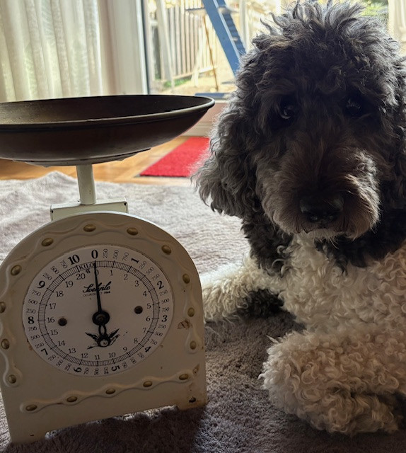 Hund neben einer alten Waage im Wohnzimmer