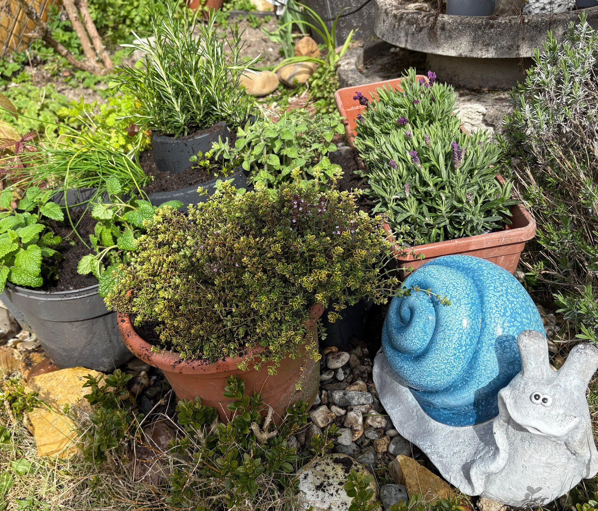 Verschiedene Kräuter im Garten in Töpfen, darunter Rosmarin, Minze und Lavendel, neben einer blauen Schneckenfigur