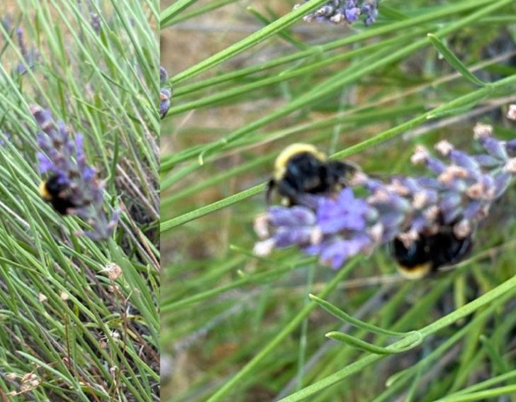 Hummel auf Lavendelblüte in der Natur