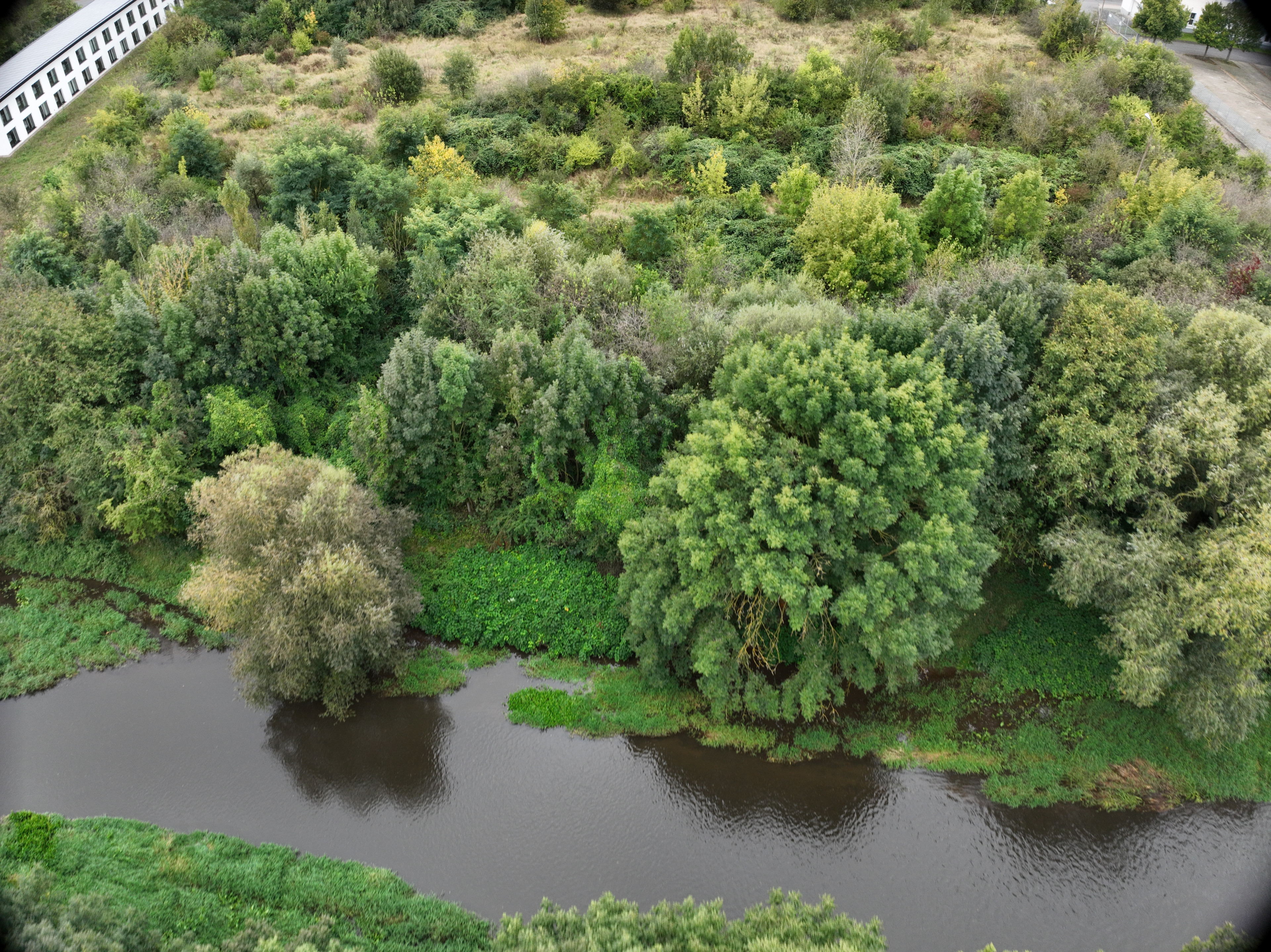 Luftaufnahme: Fluss und grüne Bäume mit dichter Vegetation am Ufer Luftaufnahme eines kleinen Flusses mit grünen Bäumen und dichter Vegetation am Ufer
