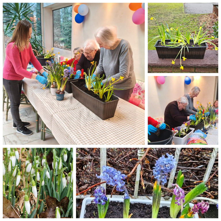 Gemeinsames Pflanzen von Frühlingsblumen wie Narzissen, Hyazinthen und Schneeglöckchen in Blumenkästen Frühlingshafte Pflanzaktion mit Narzissen, Hyazinthen und Schneeglöckchen in Blumenkästen auf einem Tisch, betreut von mehreren Personen