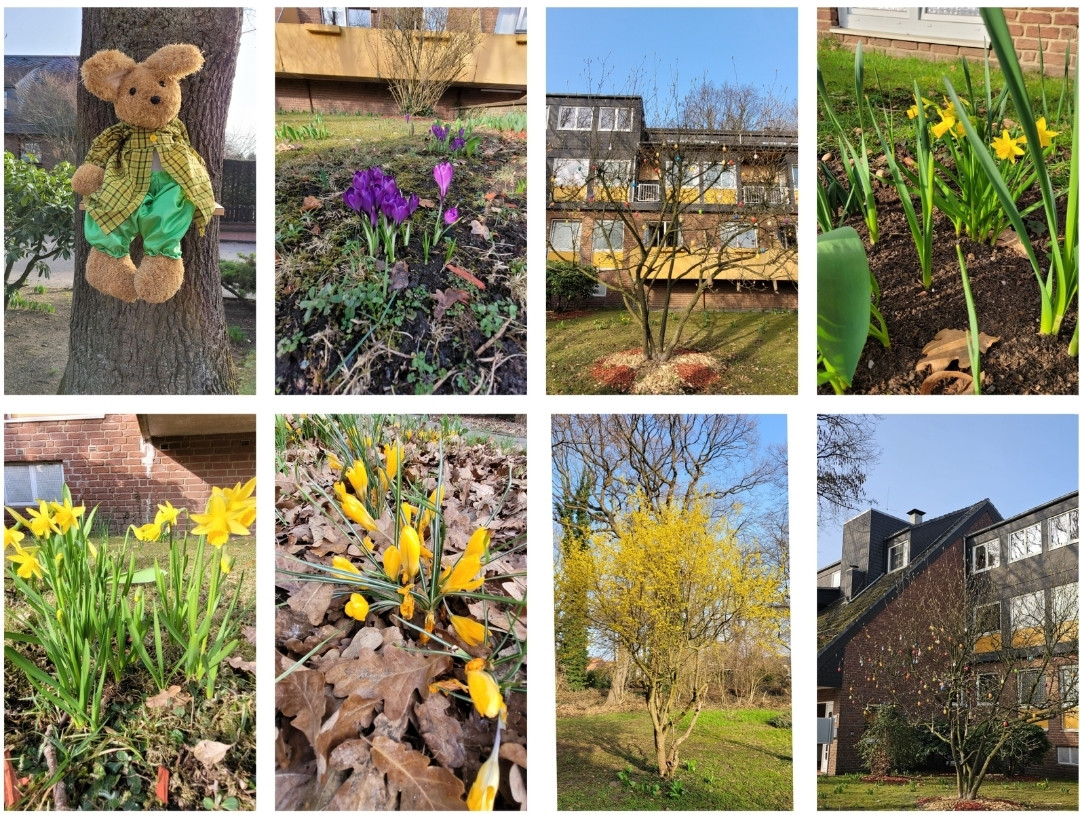 Collage aus Frühlingsimpressionen mit bunten Krokussen, Narzissen, blühenden Sträuchern und einem Plüschhasen im Garten, aufgenommen am 10.03.2026