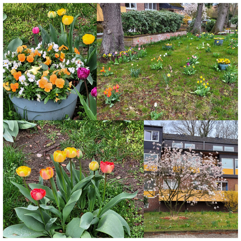 Frühlingsgarten mit bunten Tulpen, Stiefmütterchen und blühendem Magnolienbaum vor Wohnhaus