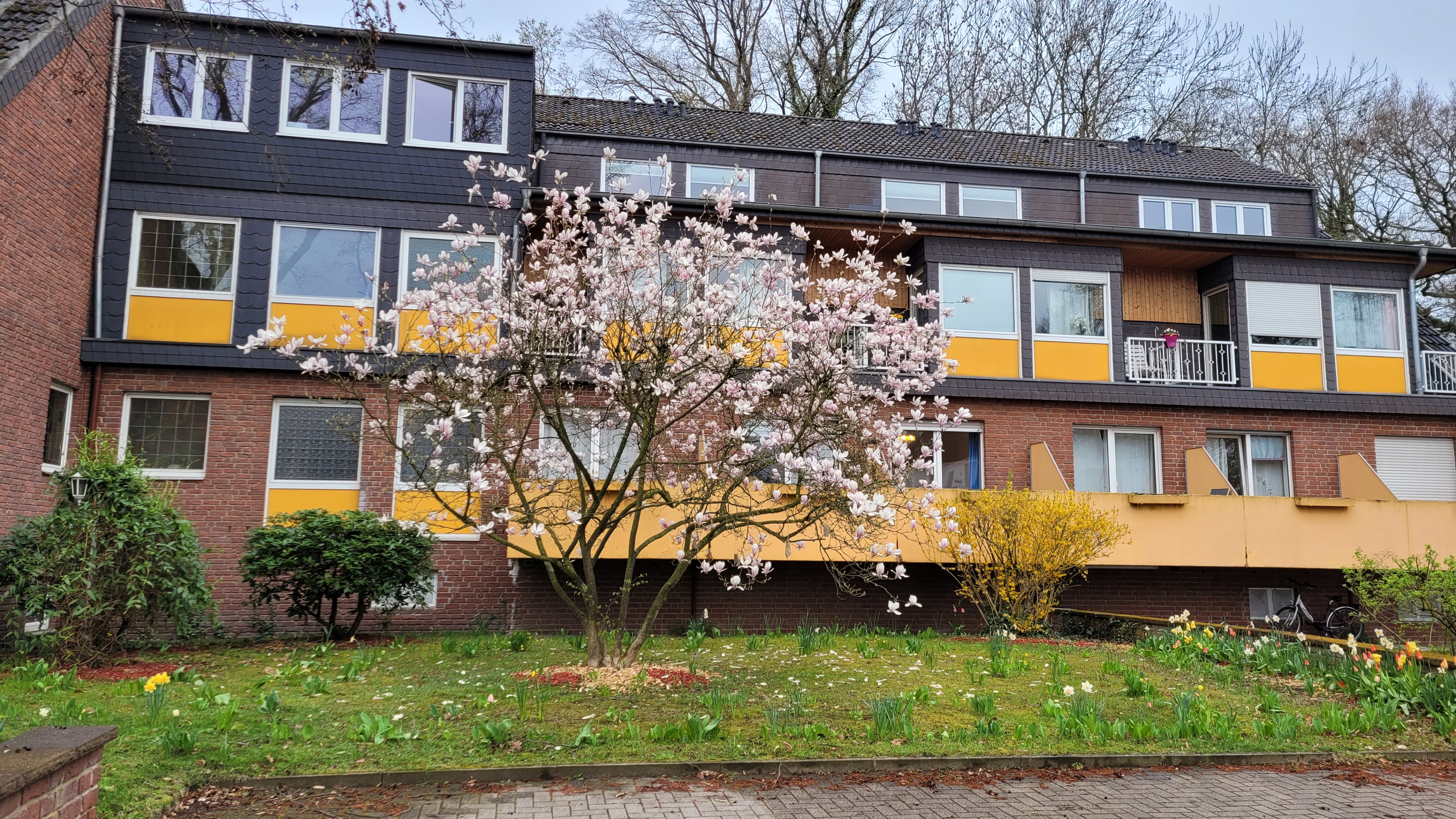 Magnolienbaum in voller Blüte vor einem Mehrfamilienhaus mit gelben Akzenten, aufgenommen am 10. April 2026