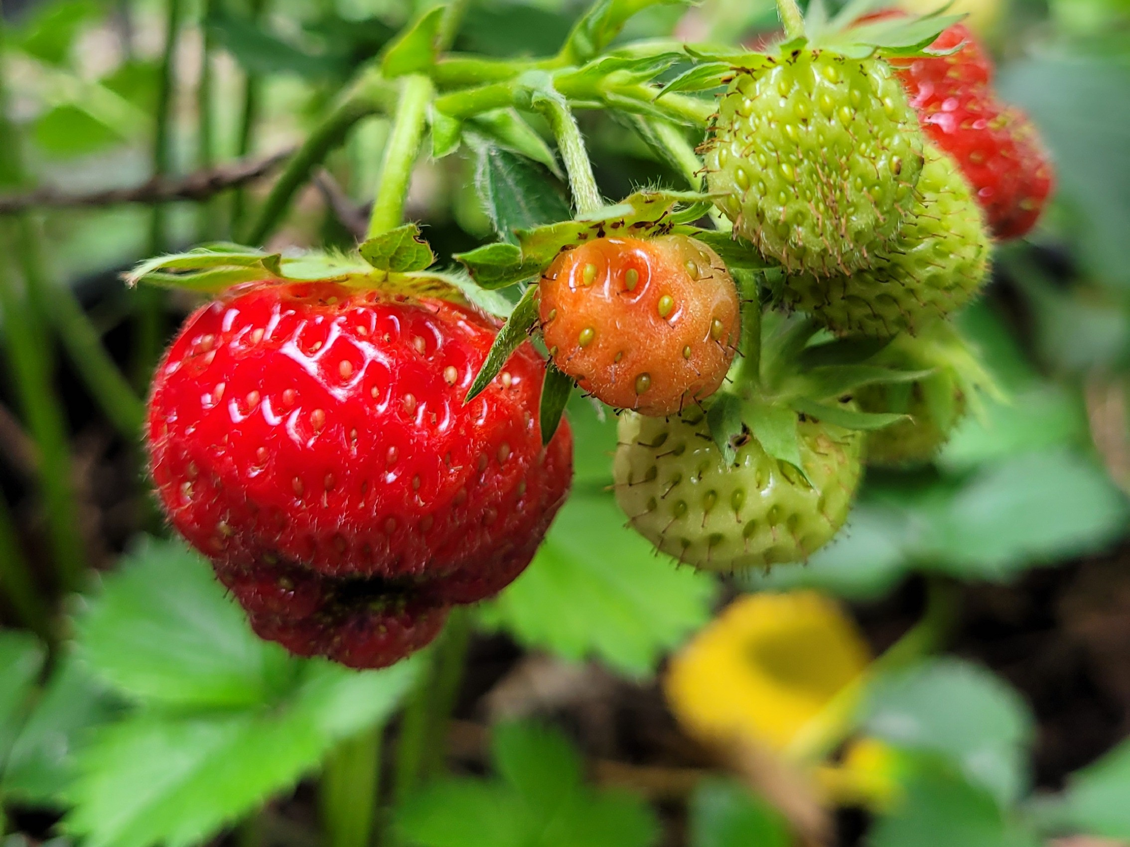 Reife und unreife Erdbeeren an der Pflanze im Garten
