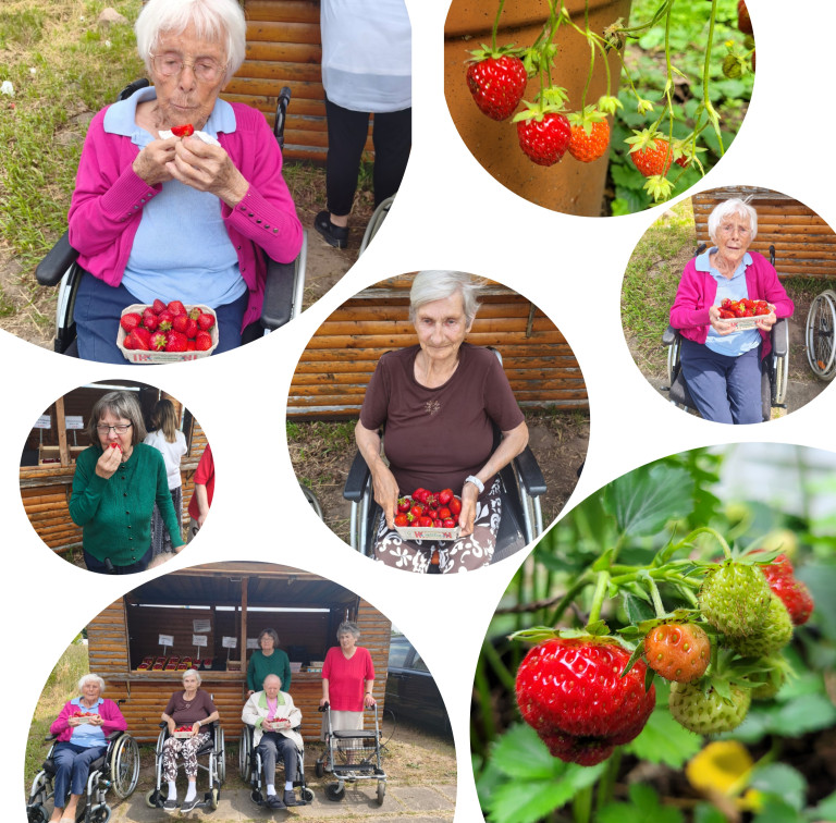 Senioren genießen frische Erdbeeren beim Ausflug auf den Bauernhof und beim Erdbeerpflücken Senioren beim Erdbeerpflücken und Erdbeergenuss auf dem Bauernhof, frische Erdbeeren in Nahaufnahme