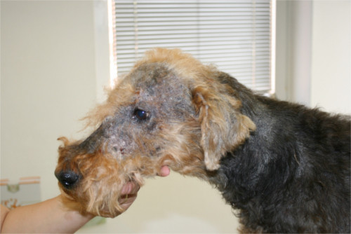 trauriger Hund mit Hautproblemen beim Tierarzt