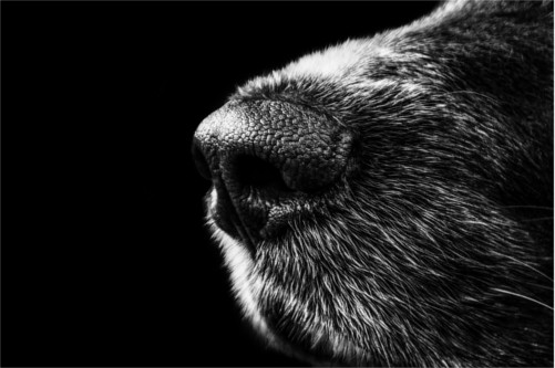 Atemwege eines Hundes – Nahaufnahme der Hundenase als Symbol für das Atmungssystem