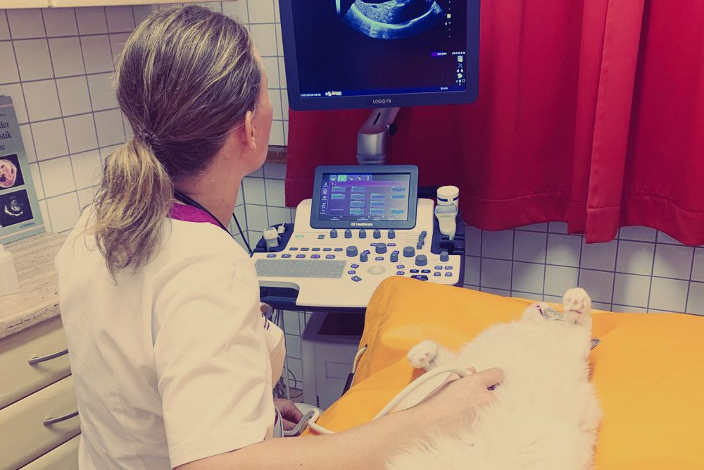 Tierärztin führt Ultraschalluntersuchung bei einem Tier in der Inneren Medizin durch