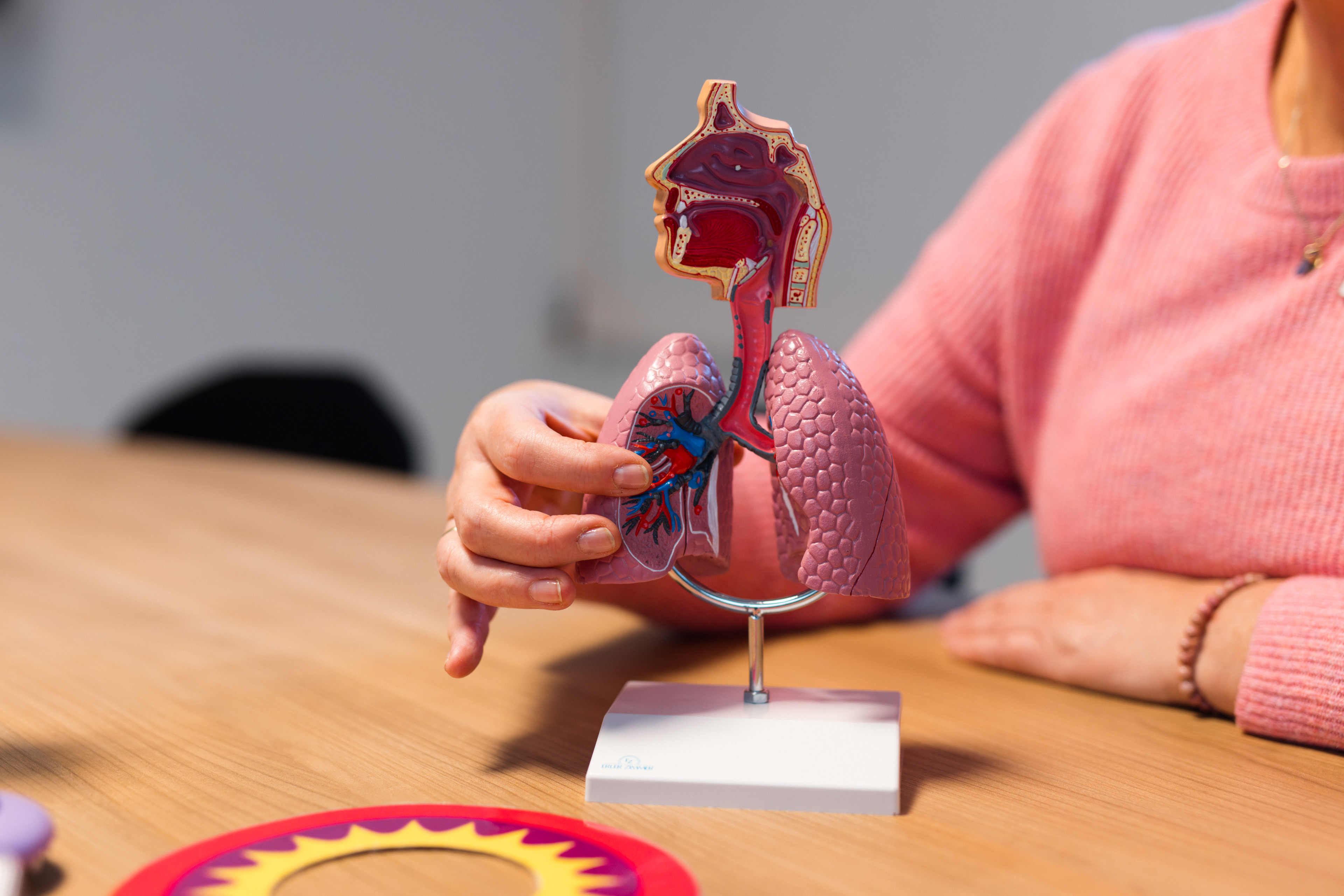 Modell der menschlichen Atemwege im Gesundheitszentrum St. Altfrid am 10.12.2025