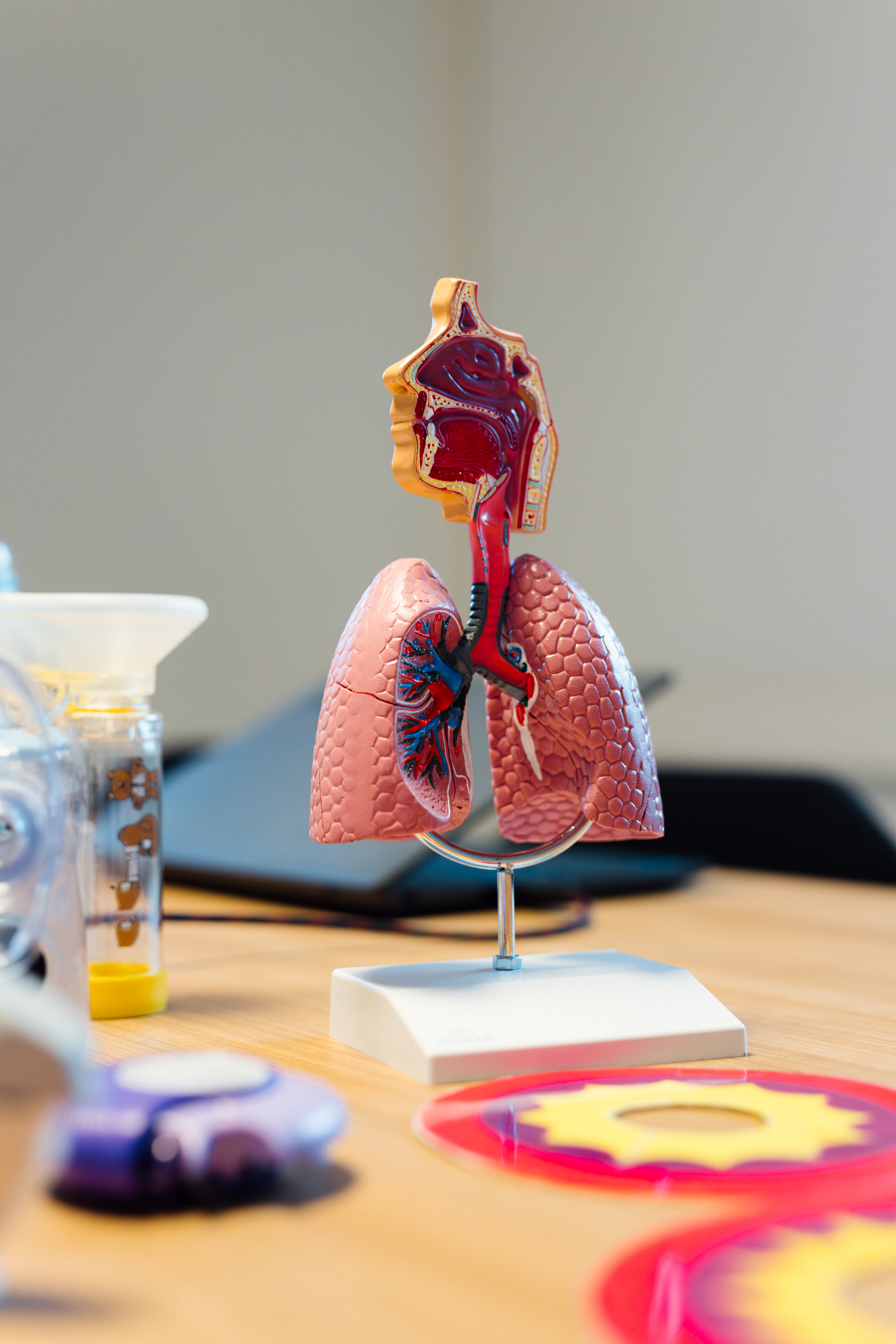 Anatomiemodell der menschlichen Lunge im Gesundheitszentrum St. Altfrid am 10. Dezember 2025