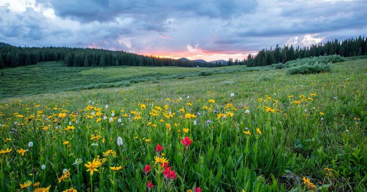 Naturtherapie: Blumenwiese vor Wald und Sonnenuntergang als Symbol für natürliche Heilung