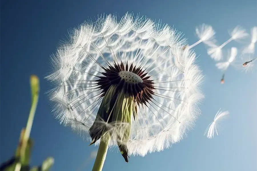 Nahaufnahme einer Pusteblume im Sonnenlicht als Symbol für Luft und Leichtigkeit