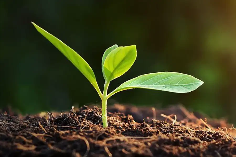 Junge Pflanze wächst aus fruchtbarer Erde, Nahaufnahme