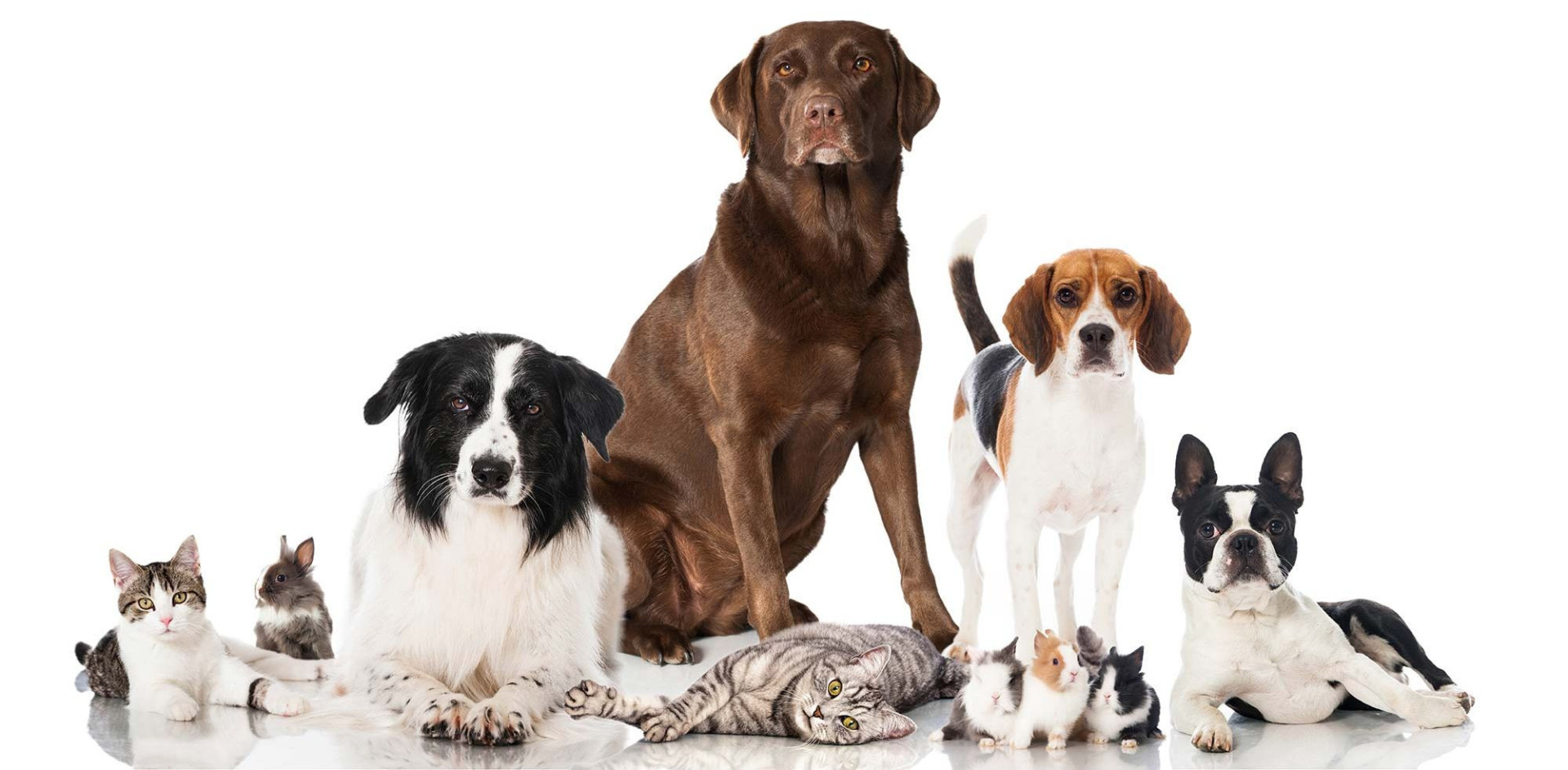 Praxis für Kleintiere