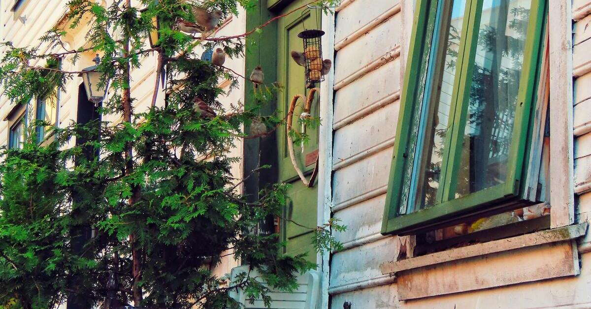 Gekipptes Fenster an einem Haus mit Vogelhaus und mehreren Vögeln auf einem Baumzweig