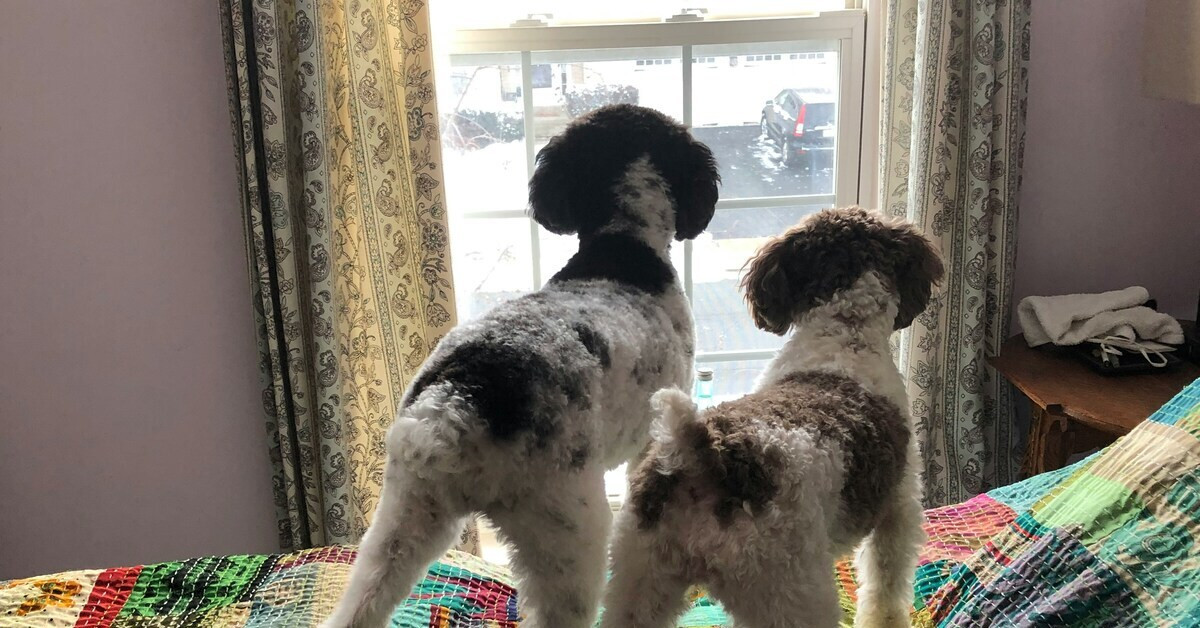 Zwei Hunde beobachten aufmerksam durch ein Fenster und erhöhen so die Sicherheit im Haus gegen Einbruchsrisiko.