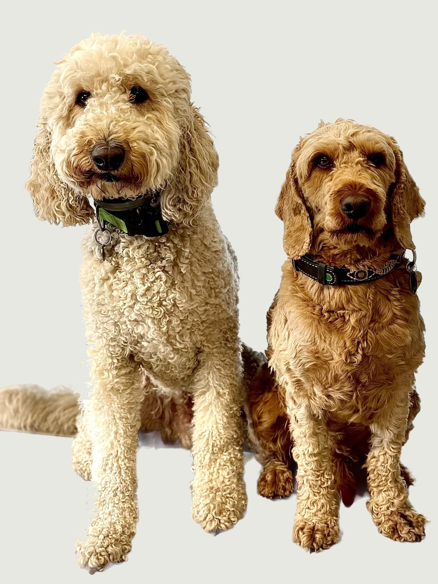 Lenny und Louis, zwei Hunde im Autohaus Snater