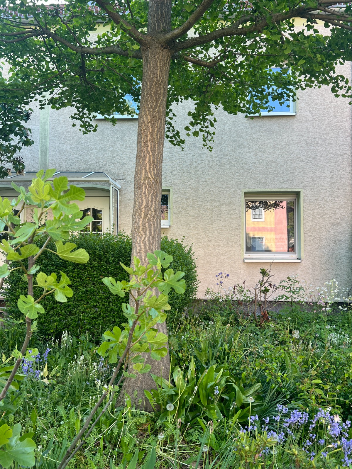 titelbild-neu: Vorgarten mit Baum und Sträuchern vor einem Wohnhaus